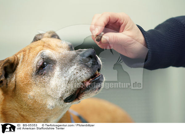 old American Staffordshire Terrier / BS-05353