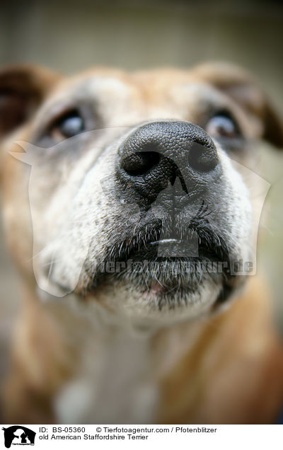 old American Staffordshire Terrier / BS-05360