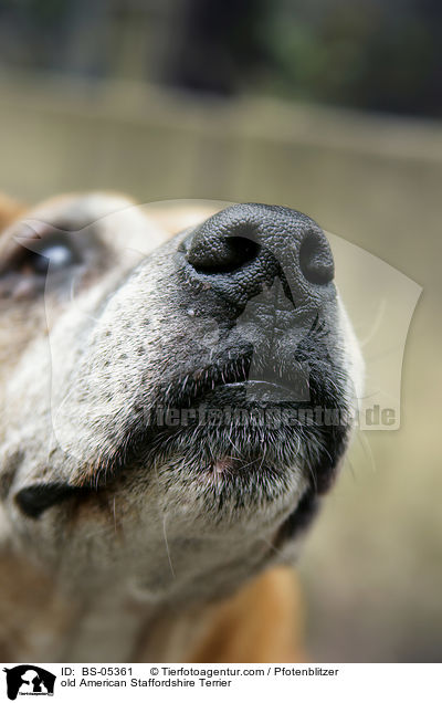 old American Staffordshire Terrier / BS-05361