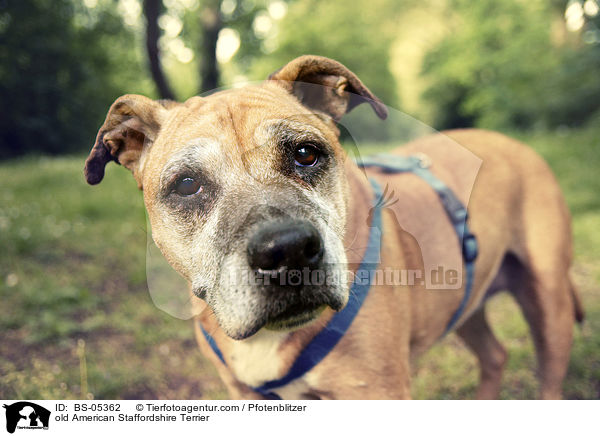 old American Staffordshire Terrier / BS-05362