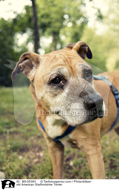 old American Staffordshire Terrier / BS-05363