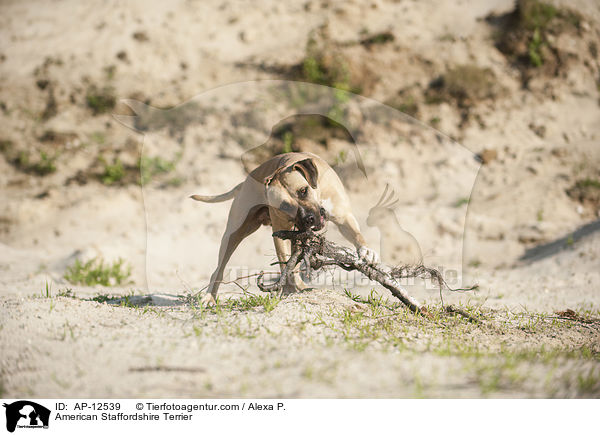 American Staffordshire Terrier / American Staffordshire Terrier / AP-12539