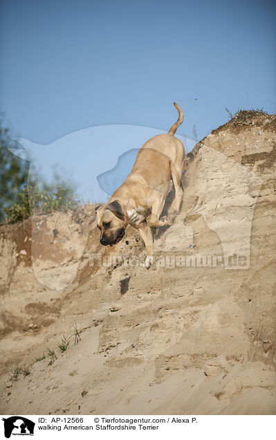 laufender American Staffordshire Terrier / walking American Staffordshire Terrier / AP-12566