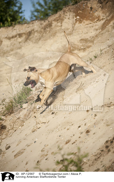 rennender American Staffordshire Terrier / running American Staffordshire Terrier / AP-12567