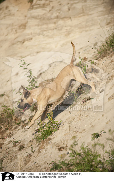 rennender American Staffordshire Terrier / running American Staffordshire Terrier / AP-12568