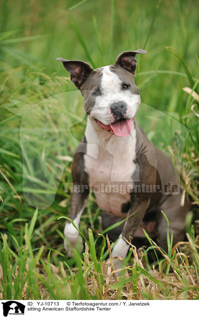 sitzender American Staffordshire Terrier / sitting American Staffordshire Terrier / YJ-10713