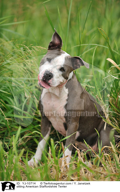 sitzender American Staffordshire Terrier / sitting American Staffordshire Terrier / YJ-10714