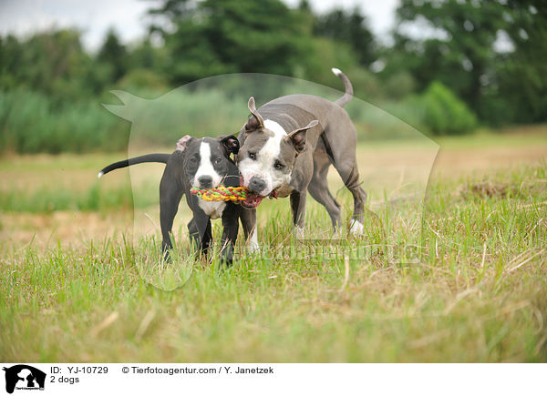 2 Hunde / 2 dogs / YJ-10729