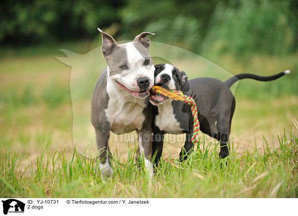 2 Hunde / 2 dogs / YJ-10731