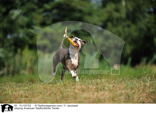 spielender American Staffordshire Terrier / playing American Staffordshire Terrier / YJ-10733