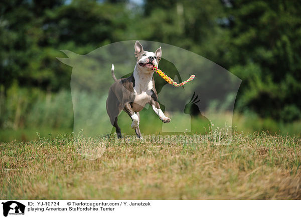 spielender American Staffordshire Terrier / playing American Staffordshire Terrier / YJ-10734