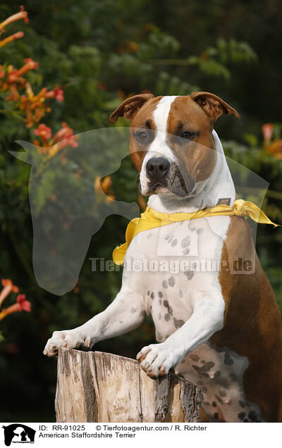 American Staffordshire Terrier / American Staffordshire Terrier / RR-91025
