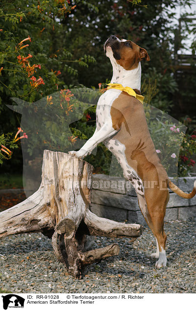 American Staffordshire Terrier / American Staffordshire Terrier / RR-91028
