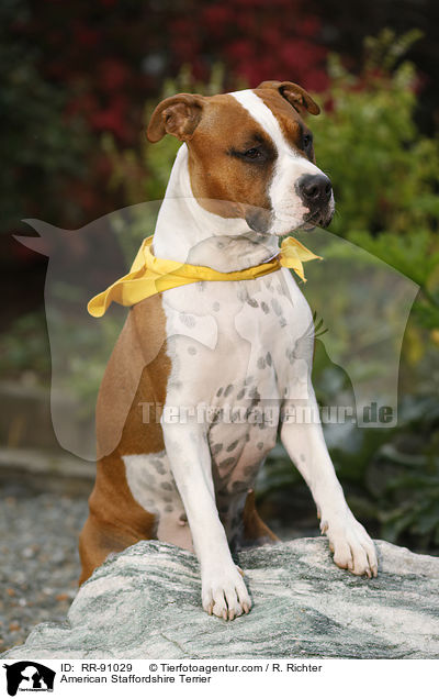 American Staffordshire Terrier / American Staffordshire Terrier / RR-91029