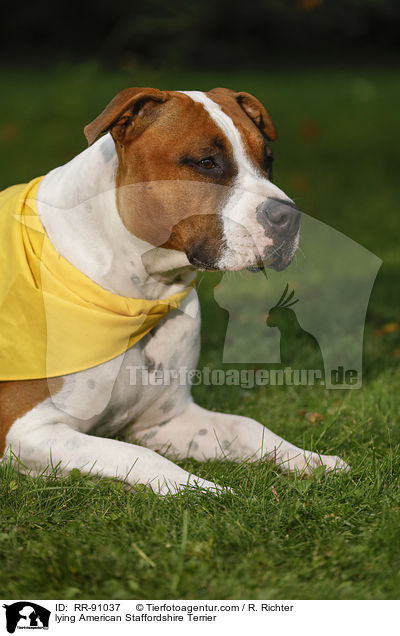 lying American Staffordshire Terrier / RR-91037