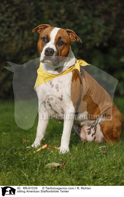 sitting American Staffordshire Terrier / RR-91039