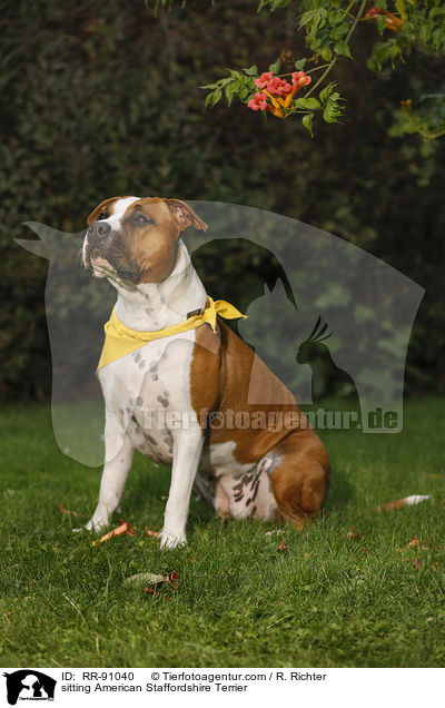 sitting American Staffordshire Terrier / RR-91040