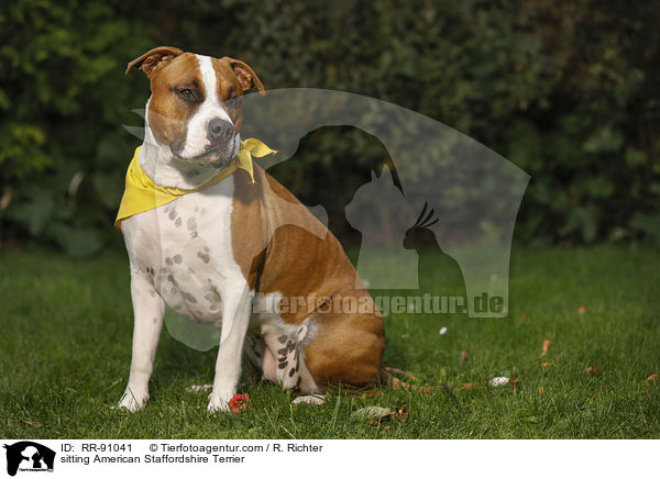 sitting American Staffordshire Terrier / RR-91041