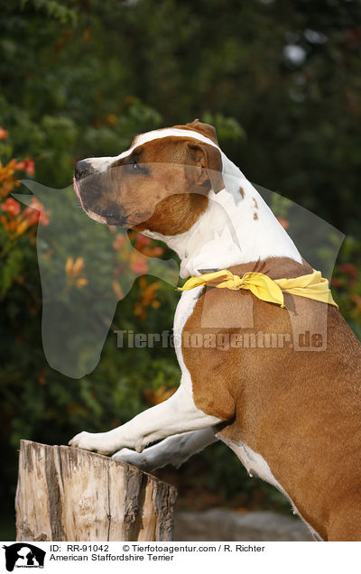 American Staffordshire Terrier / RR-91042