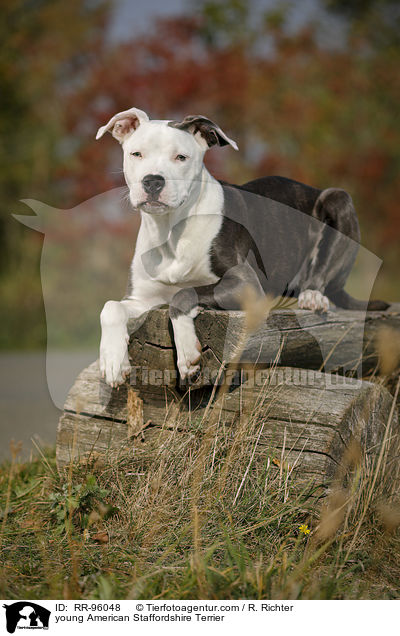 young American Staffordshire Terrier / RR-96048