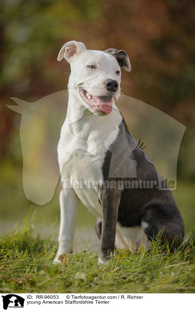 young American Staffordshire Terrier / RR-96053