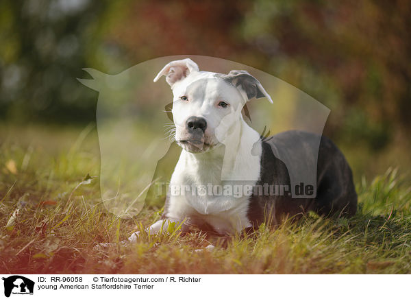 young American Staffordshire Terrier / RR-96058