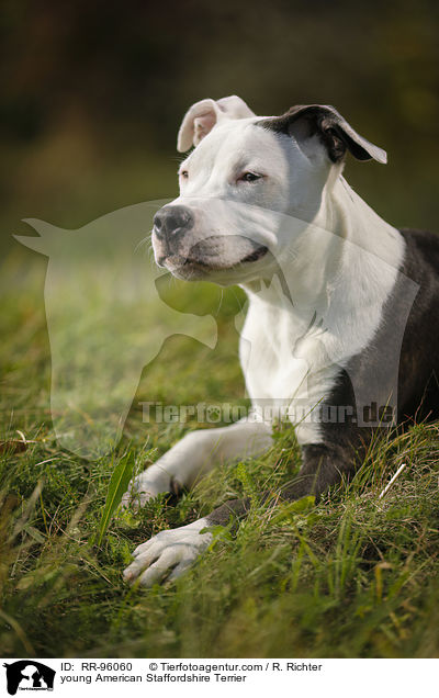 young American Staffordshire Terrier / RR-96060