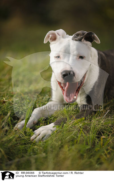 young American Staffordshire Terrier / RR-96066