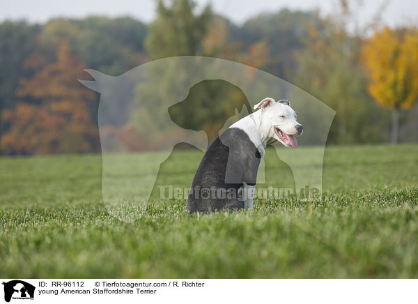 junger American Staffordshire Terrier / young American Staffordshire Terrier / RR-96112