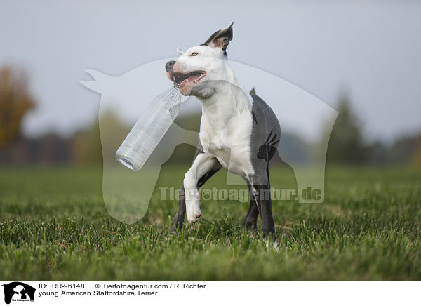 junger American Staffordshire Terrier / young American Staffordshire Terrier / RR-96148