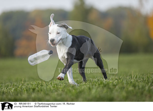 junger American Staffordshire Terrier / young American Staffordshire Terrier / RR-96151