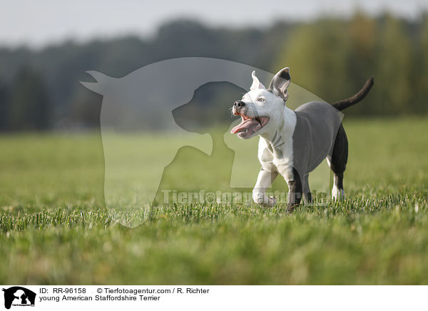 junger American Staffordshire Terrier / young American Staffordshire Terrier / RR-96158