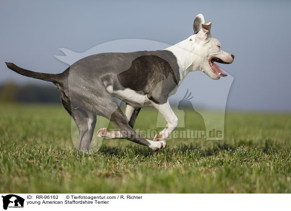 junger American Staffordshire Terrier / young American Staffordshire Terrier / RR-96162