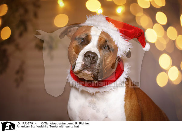 American Staffordshire Terrier with santa hat / RR-97914