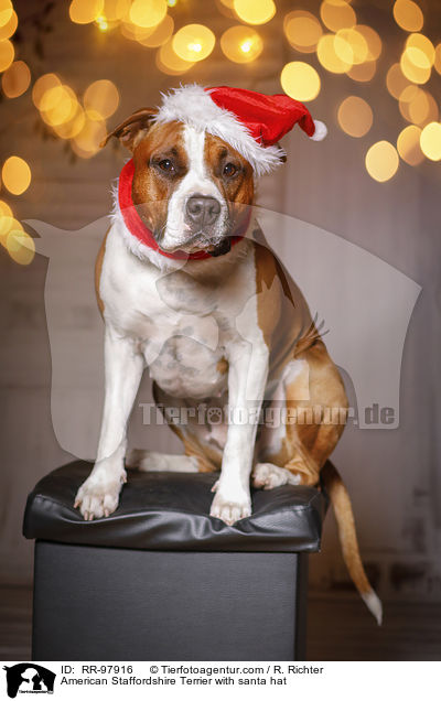 American Staffordshire Terrier with santa hat / RR-97916
