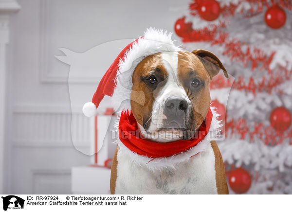 American Staffordshire Terrier with santa hat / RR-97924