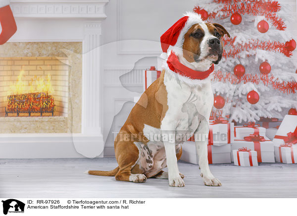 American Staffordshire Terrier with santa hat / RR-97926
