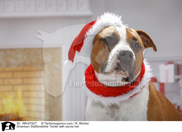 American Staffordshire Terrier with santa hat / RR-97927