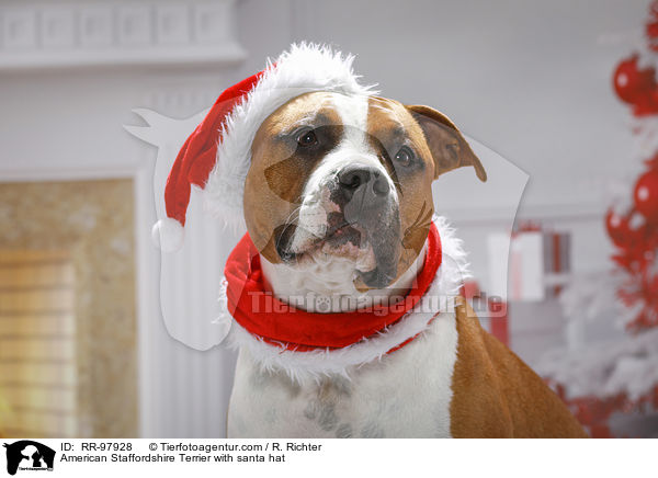 American Staffordshire Terrier with santa hat / RR-97928