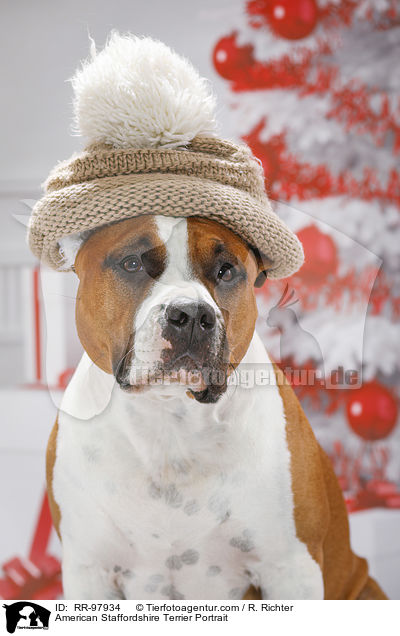American Staffordshire Terrier Portrait / RR-97934