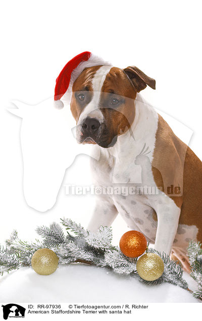 American Staffordshire Terrier with santa hat / RR-97936