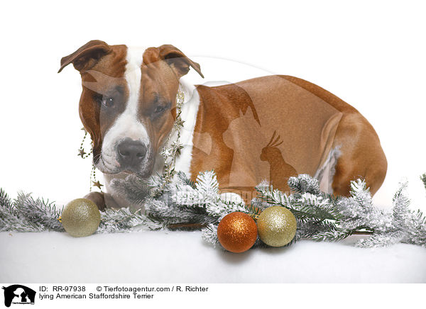 lying American Staffordshire Terrier / RR-97938