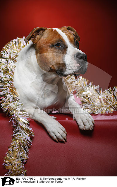 lying American Staffordshire Terrier / RR-97950