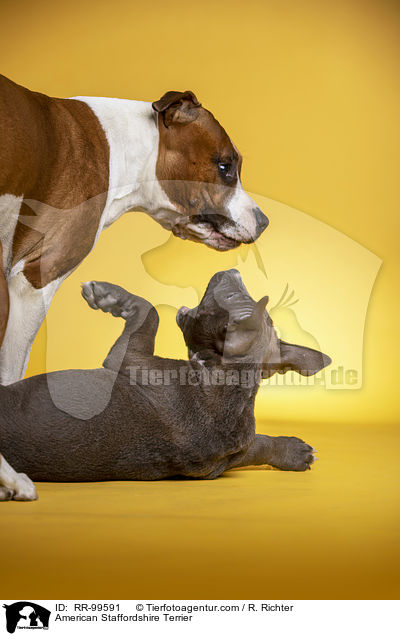 American Staffordshire Terrier / RR-99591