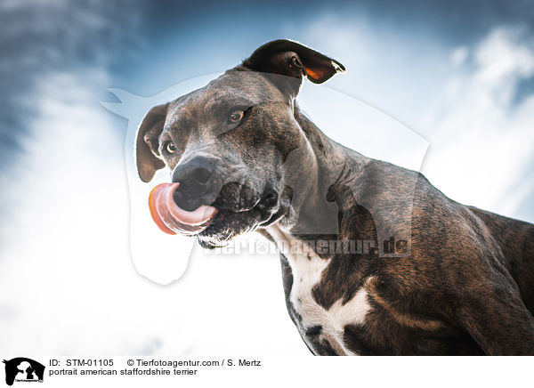 Portrait American Staffordshire Terrier / portrait american staffordshire terrier / STM-01105