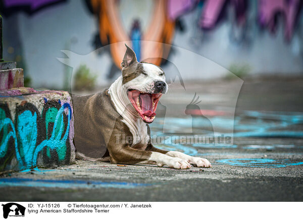 liegender American Staffordshire Terrier / lying American Staffordshire Terrier / YJ-15126