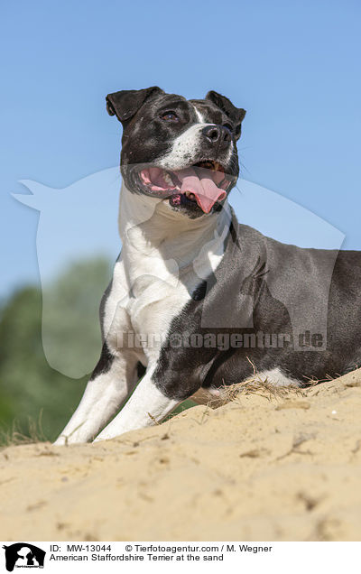 American Staffordshire Terrier at the sand / MW-13044