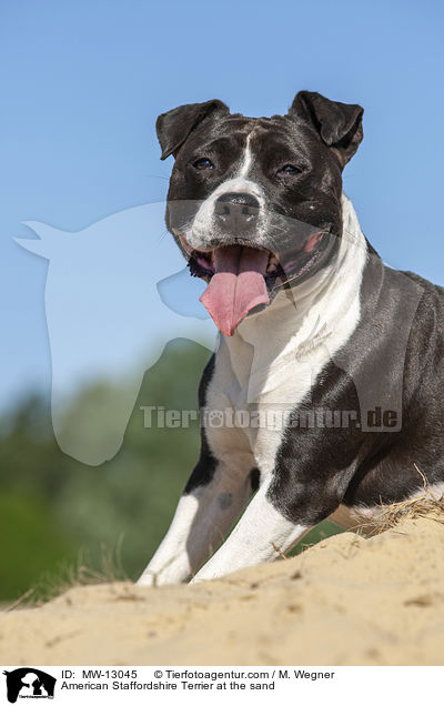American Staffordshire Terrier at the sand / MW-13045