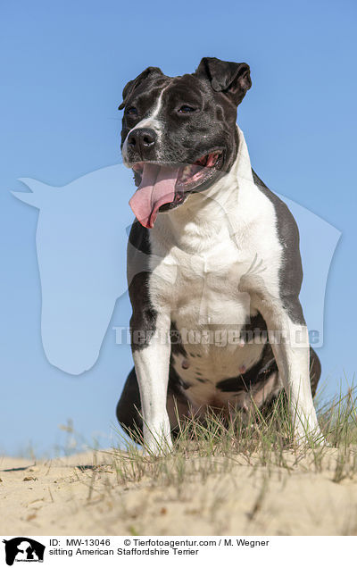 sitting American Staffordshire Terrier / MW-13046