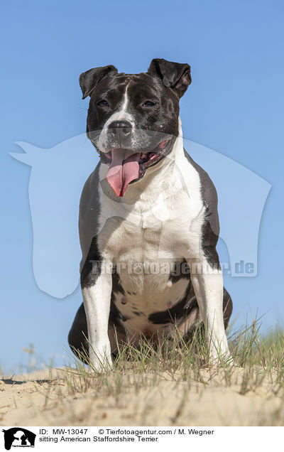 sitting American Staffordshire Terrier / MW-13047